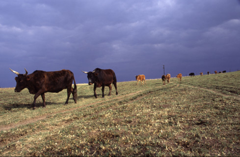 cows