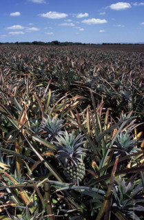 pineapple farming