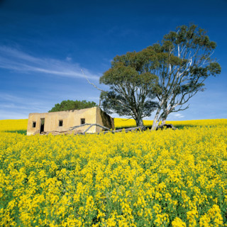 CANOLA FIELDS