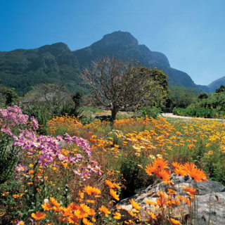 KIRSTENBOSCH  BOTANICAL GARDENS