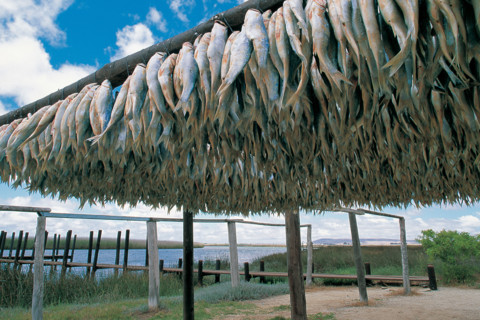 BOKKEMS, VELDDRIF