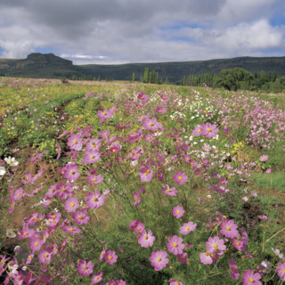 A FIELD OF COSMOS