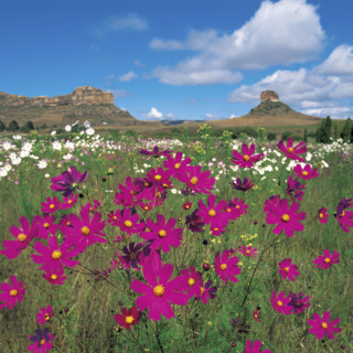 A FIELD OF COSMOS