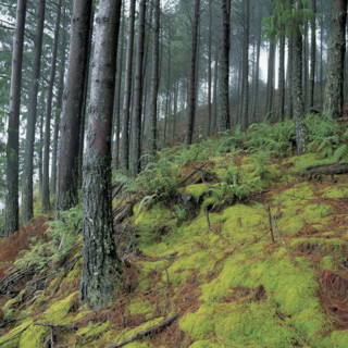 FERNS AND MOSS IN A PINE FOREST