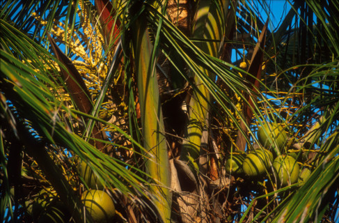 coconuts