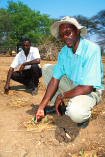 Green shoots in drought 2