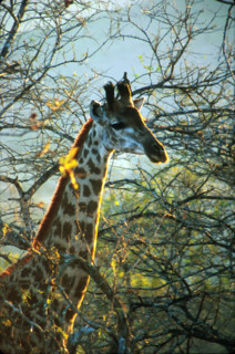Giraffe (Giraffa camelopardalis)