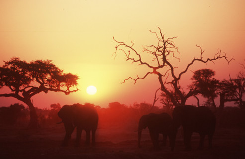 Elephant Sunset