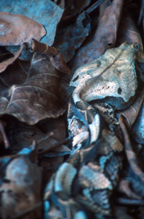 Gaboon Adder