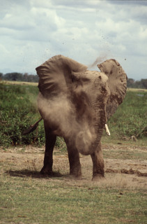 Elephant dustbath