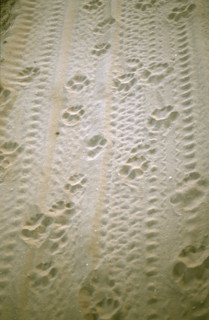 Tracking