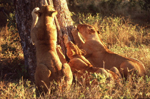 3 Lioness