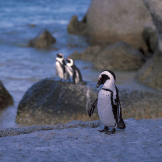 PENQUINS AT BOULDERS BEACH