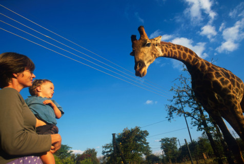 Giraffe and child