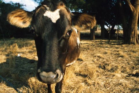 Dairy cow