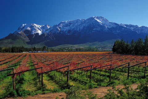 Autumn vineyards