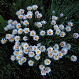 EVERLASTINGS (HELICHRYSUM ECKLONIS)