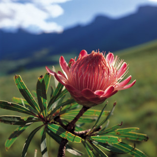 PROTEA DRACOMONTANA