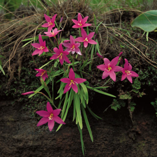 WILD FLOWERS