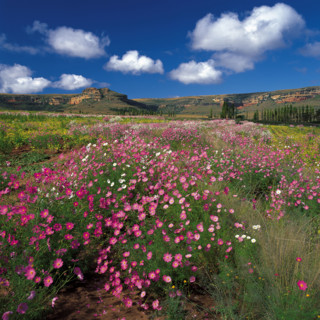 COSMOS BLOOMS