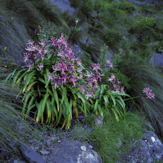 WILD FLOWERS