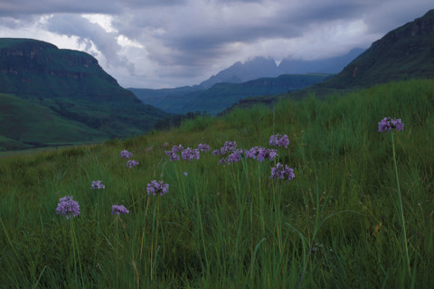 BELL AGAPANTHUS