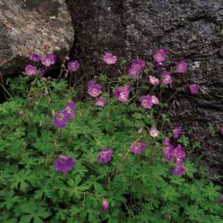 GERANIUM ROBUSTUM