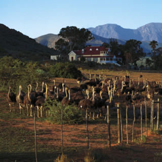 LITTLE KAROO FARM