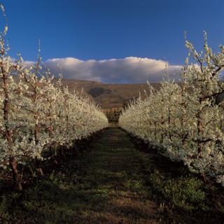 FRUIT TREE BLOSSOMS