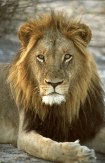 Lion Closeup
\n