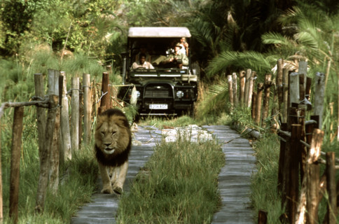 Lion on a Bridge
\n