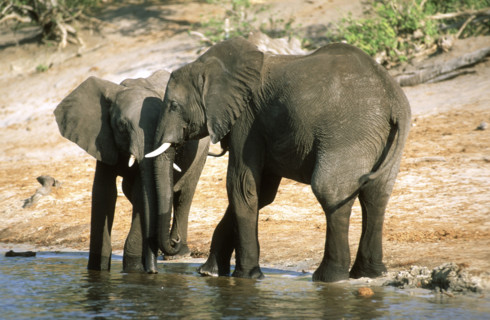 Elephants
\n