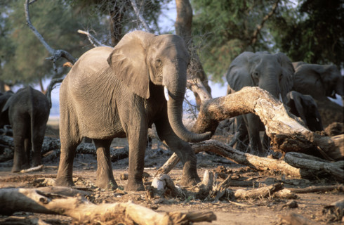 Elephant in the Woods
\n