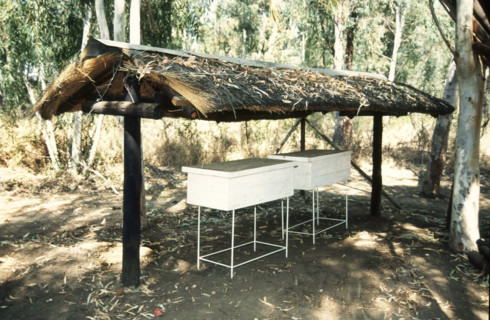 Bee Hives 1
\n
\n
