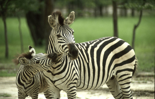 Mother & Calf