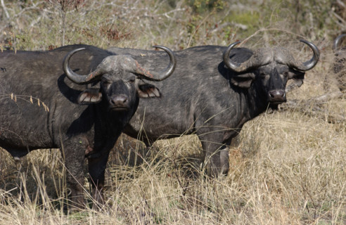 Buffalo
\n