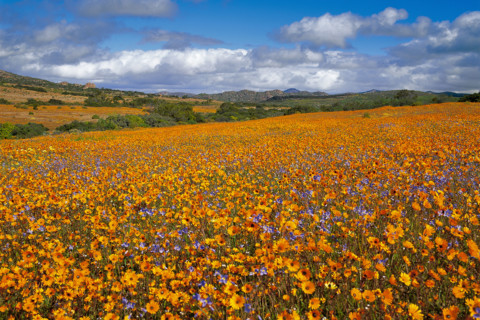 SPRING IN NAMAQUALAND