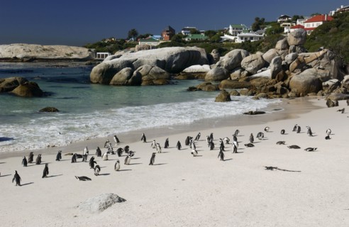 Pingouins sur la plage de Boulder au Cap