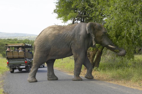 Touristes et éléphant, Afrique du Sud