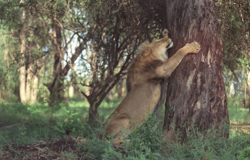 Parc au Lions, Afrique du Sud