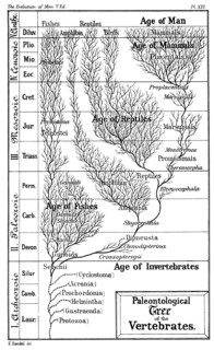Représentation de l'arbre paléontologique des vertébrés