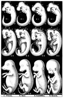 Comparaison faite par Haeckel entre des embryons de cochon, de vache, de lapin et d'homme