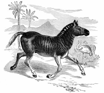 Quagga.1884