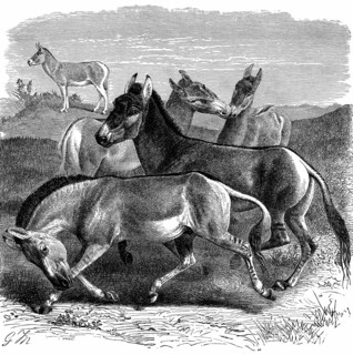 Tibetan Wild Ass or Kiang. 1893