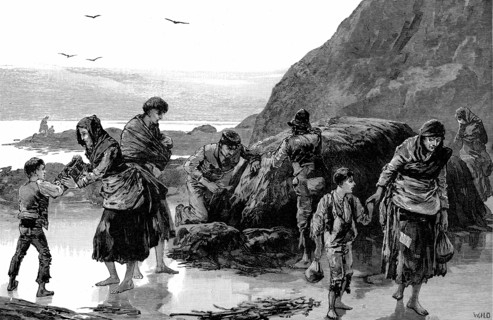 Détresse en Irlande: À l'Ouest dupays, on ramasse des berniques et des algues de mer pour pouvoir se nourrir
