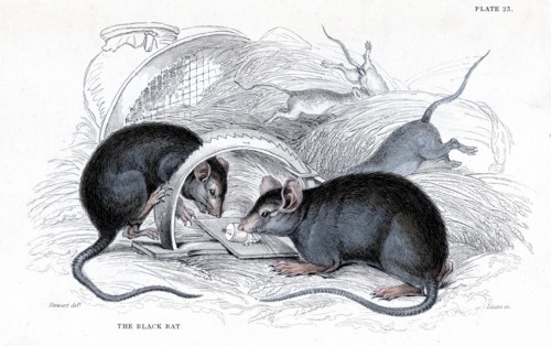 Gravure représentant un rat noir, responsable de la peste, pris dans un piège, publiée en 1838