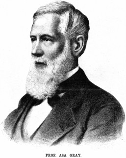 Lithograph showing Asa Gray