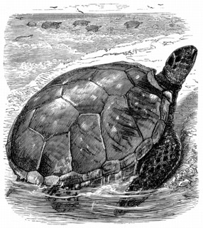 Tortues vertes comestibles (Chelonia mydas)