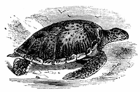 Tortues vertes comestibles (Chelonia mydas)