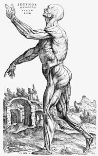 Planche representant les differents muscles du corps humain
D'apres le tome II de